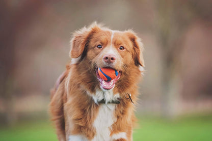 Chuckit! Ultra Ball Dog Toy with Cleaning Bucket, Medium 2.5-in, 8-Pack